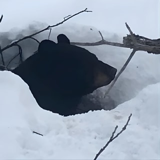 Winter - Wildlife & Turnagain Arm Tour 7