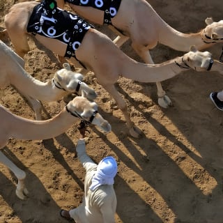 Dubai Royal Camel Race con asientos preferentes y breve paseo en camello 11