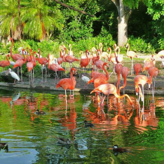 Zoo Miami: Florida's largest zoo! 3