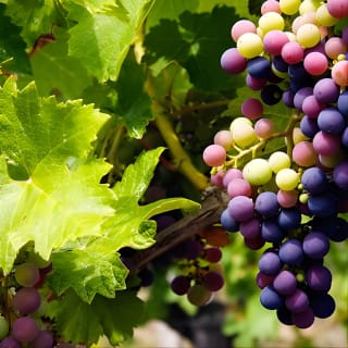 Fine Wineing - A Wine Tasting Experience in the vineyards of the Desert! 2
