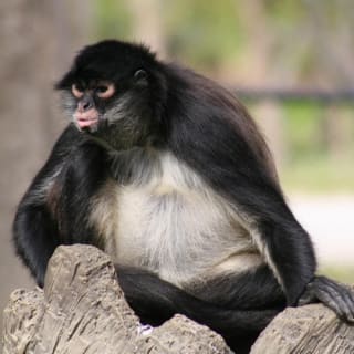 Zoo Miami: Florida's largest zoo! 4