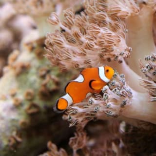 New York Aquarium 1
