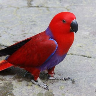 Zoo Miami: Florida's largest zoo! 5