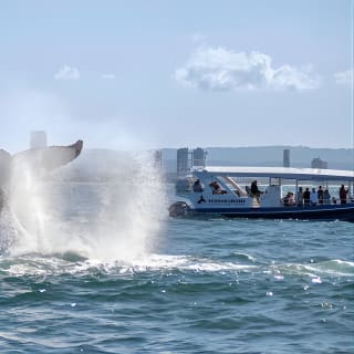 Gold Coast Whale Watching Cruise 13