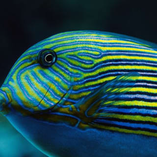 Cairns Aquarium by Twilight 8