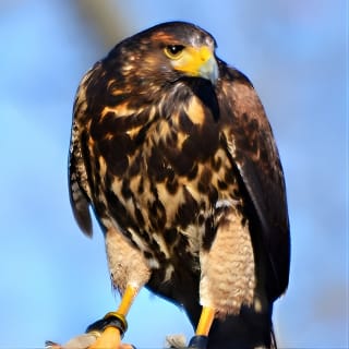 Colorado Springs Hands-On Falconry Class and Demonstration 5