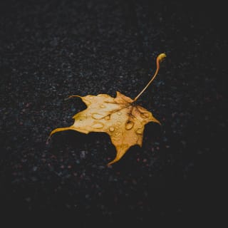Hojas de otoño 1 1