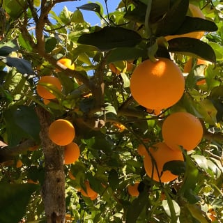 Soller Valley Walk with Orange Farm Visit 17