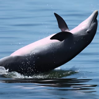 Pensacola Beach Jolly Dolphin Cruise and Scenic Bay Tour 2
