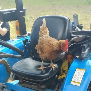 Eco Friendly Farming Tour to Explore Dorado's Most Beautiful Farm 14
