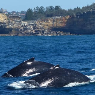 Crociere di whale-watching con pranzo o colazione 3
