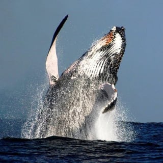 Crociere di whale-watching con pranzo o colazione 4