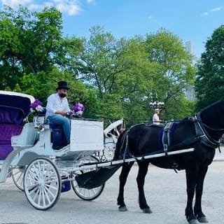 Central Park Horse and Carriage Rides 3