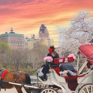 Central Park Horse and Carriage Rides 5