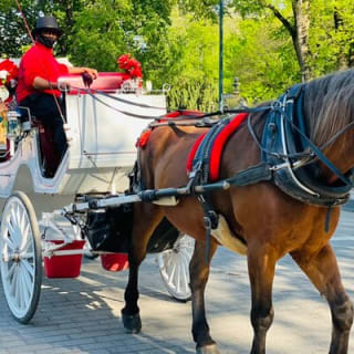 Central Park Horse and Carriage Rides 6