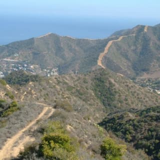 Santa Catalina Island: Tour guidato in safari 6