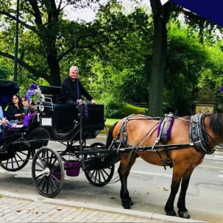 Central Park Horse and Carriage Rides 7