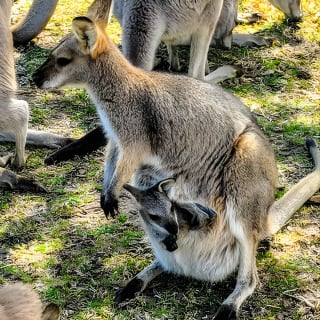 Wildlife, Wasserfälle und Wein-Tour von Sydney 3