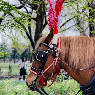 Central Park Horse and Carriage Rides 8