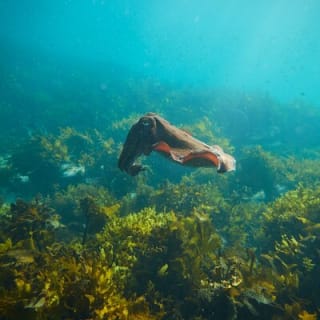 Manly Snorkel Trip and Nature Walk with Local Guide 3
