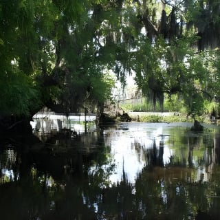 New Orleans Small-Group Airboat Swamp Tour 4
