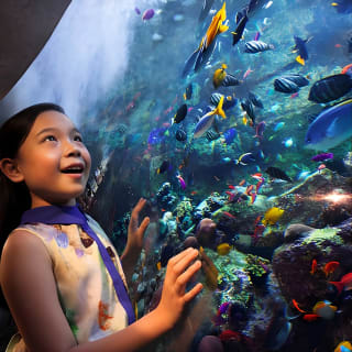 Skip the Line: ingresso per Lost Chambers da Atlantis The Palm 11