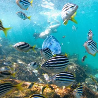 Manly Snorkel Trip and Nature Walk with Local Guide 7