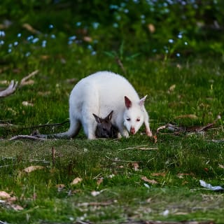 Bruny Island Traveller - Gourmet Tasting and Sightseeing Day Trip from Hobart 3