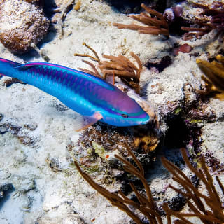 Culebra Snorkeling Tour by Catamaran from Fajardo 8