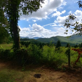 Guided Horseback Ride through Flame Azalea and Fern Forest 5