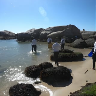 Kelp Forest Snorkeling in Cape Town 9