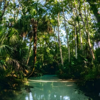 Rainbow Springs: Clear Kayak Eco Tour 4
