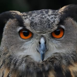 Colorado Springs Hands-On Falconry Class and Demonstration 6
