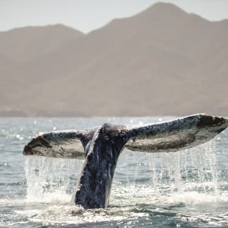 Ballena Gris Ocean Camp 1