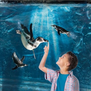 Acquario di Cattolica: Biglietto Fast Track 1