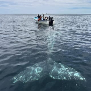 Ballena Gris Ocean Camp 4