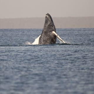 Ballena Gris Ocean Camp 5
