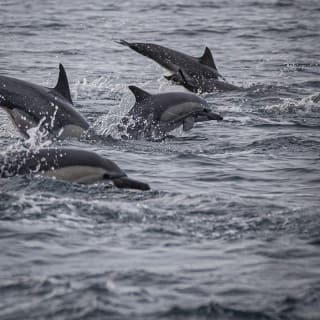 Ballena Gris Ocean Camp 6