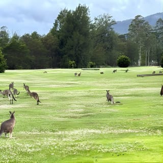 Wild Wombat et tournée du jour de kangourous depuis Sydney 2