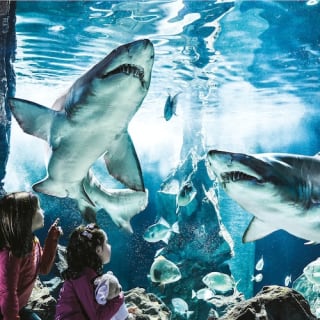Acquario di Cattolica: Biglietto Fast Track 2