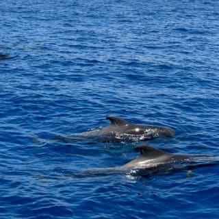 Los Cristianos: Crucero Viking Tenerife Ragnarok 4