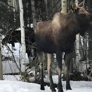 Winter - Anchorage All Around City Tour 2