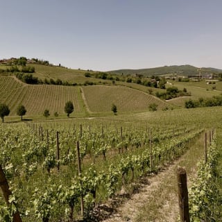 Colline del Chianti: Experiencia enológica desde Florencia 2