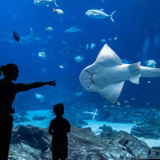 Georgia Aquarium: biglietto salta fila 17
