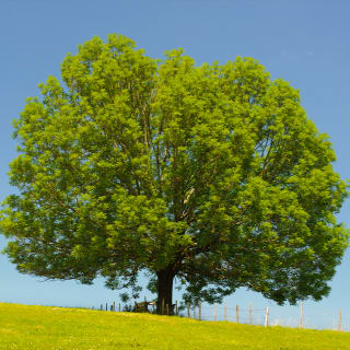 Árbol 3 1