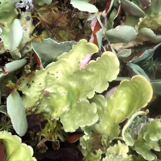Chugach State Park Nature Walk 2