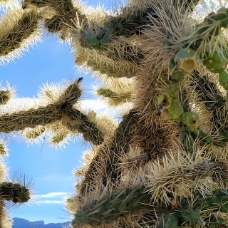 Discover Phoenix! Giro turistico 11