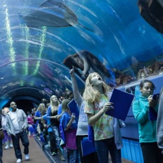 Georgia Aquarium: biglietto salta fila 18