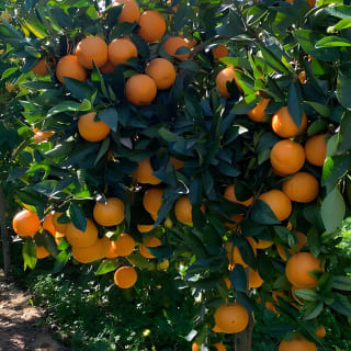 Soller Valley Walk with Orange Farm Visit 19