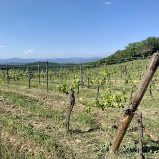 Colline del Chianti: Experiencia enológica desde Florencia 4